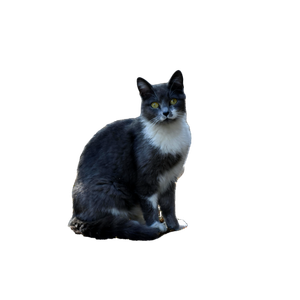 Portrait Of A Curious Grey Cat Sitting On A Sunlit Urban Street, Enjoying The Peaceful Outdoors. 16965 - Cat PNG image with transparent background
